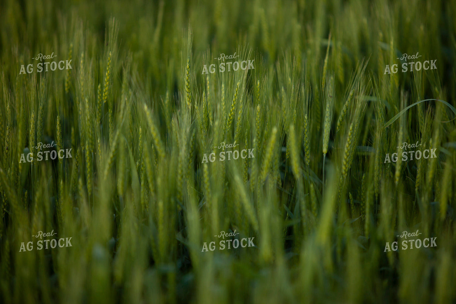 Wheat 2185