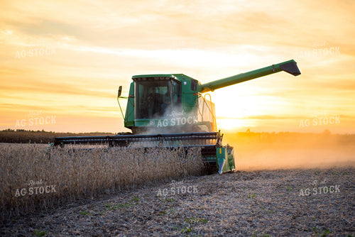 Combining Soybeans in Sunset 74053