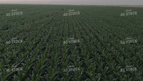 Corn Leaves Moving in the Wind at Night 239225