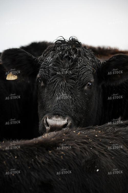 Angus Cattle 195017