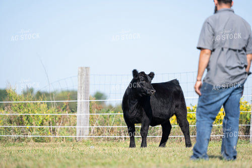 Show Angus Cow 269000