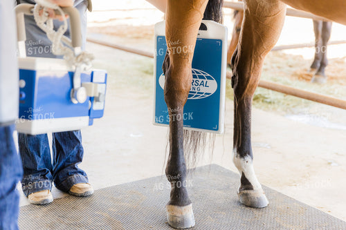 Equine Care 184037