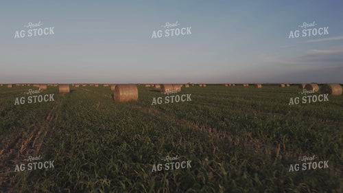 Round Bales in Field 239410