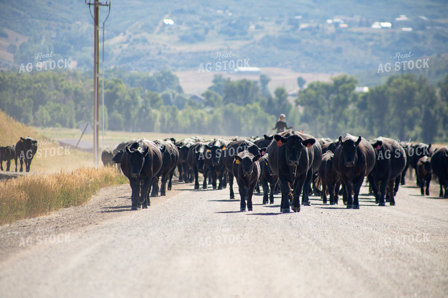 Cattle Drive 117415
