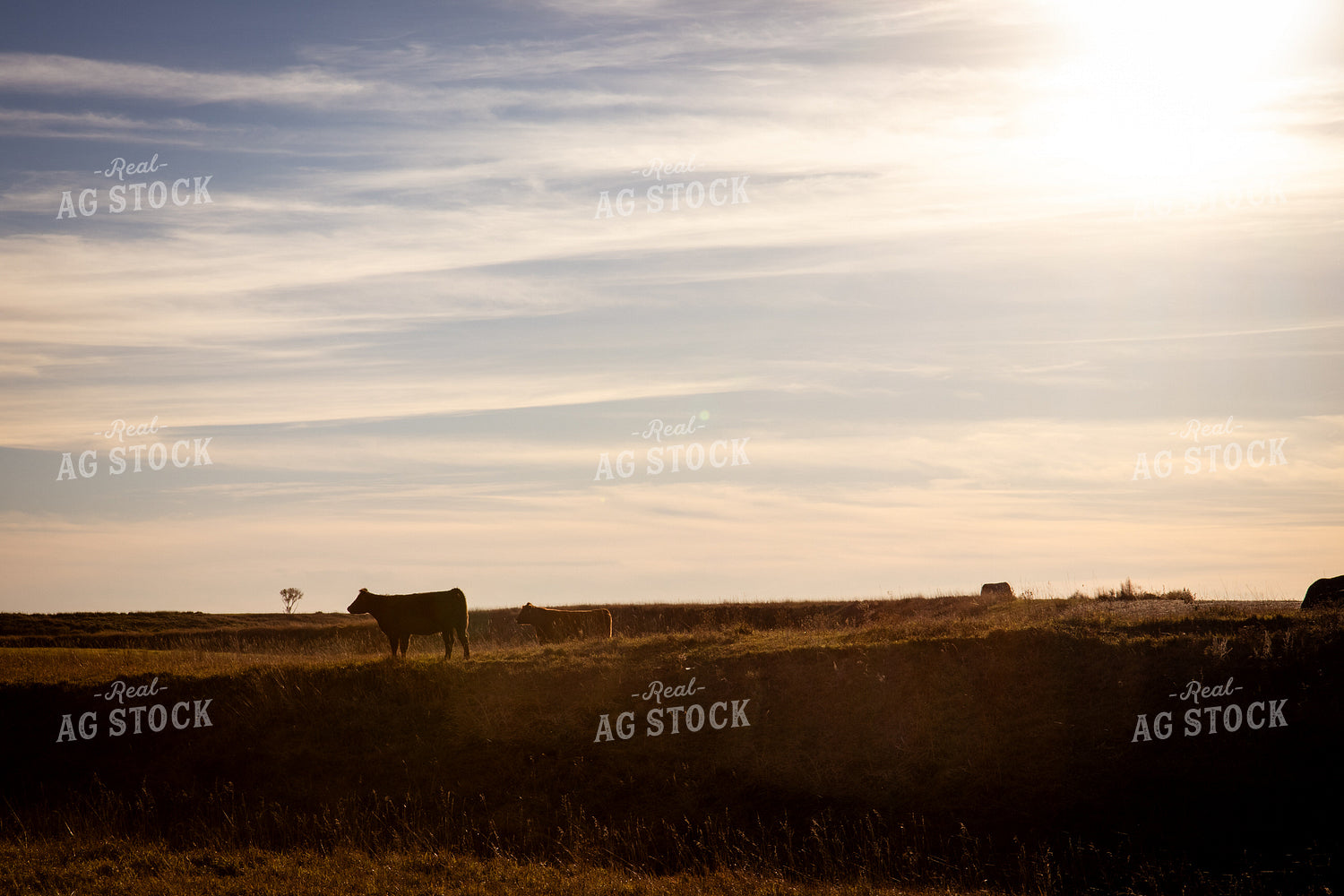 Cattle on Pasture 268238