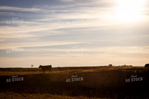 Cattle on Pasture 268238