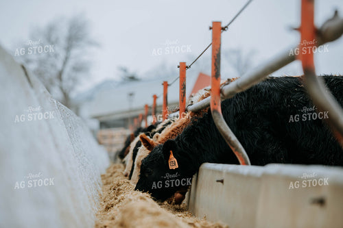 Cattle Eating out of Trough 77153