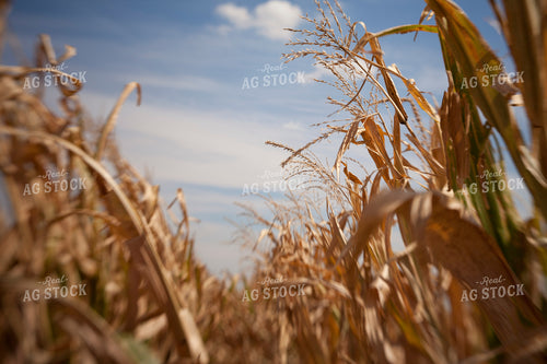 Corn - Dry 1375