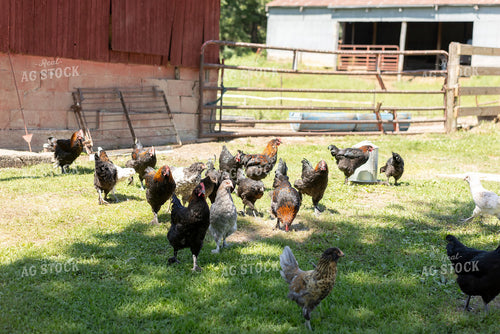Mixed-Breed Chickens Free Ranging on Grass Near Red Barn 405030