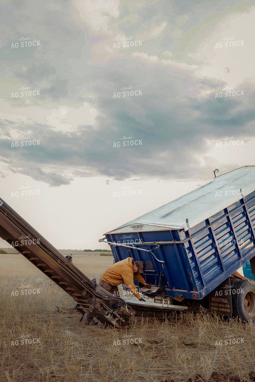 Farmer Unloading Truck into Auger 187375