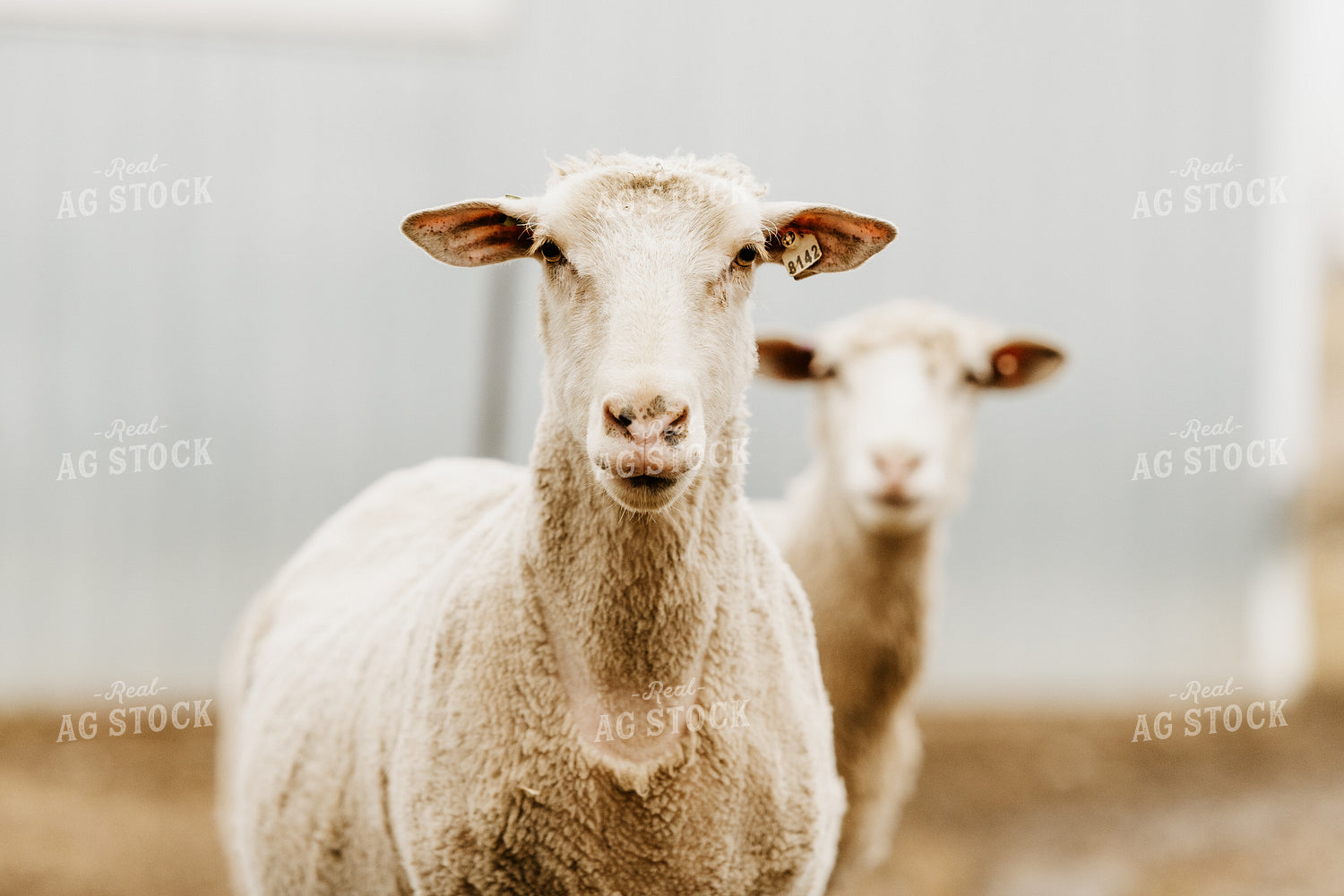 Sheep in Farmyard 68142