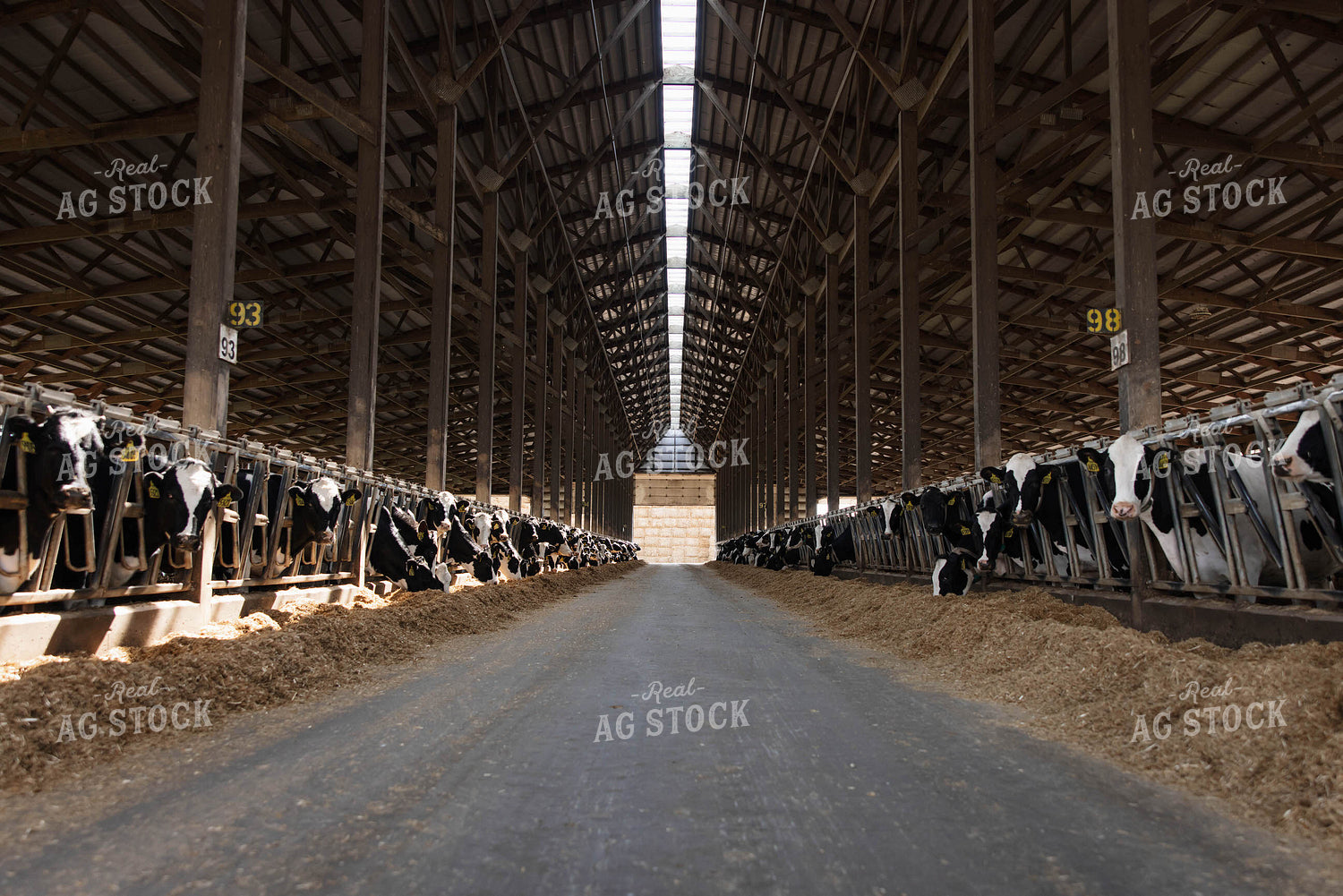 Cattle in Open Air Barn 152761