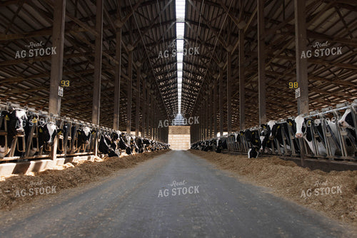 Cattle in Open Air Barn 152761