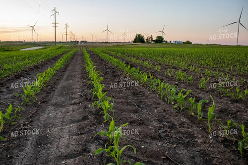 Corn Field with Windmills 67119