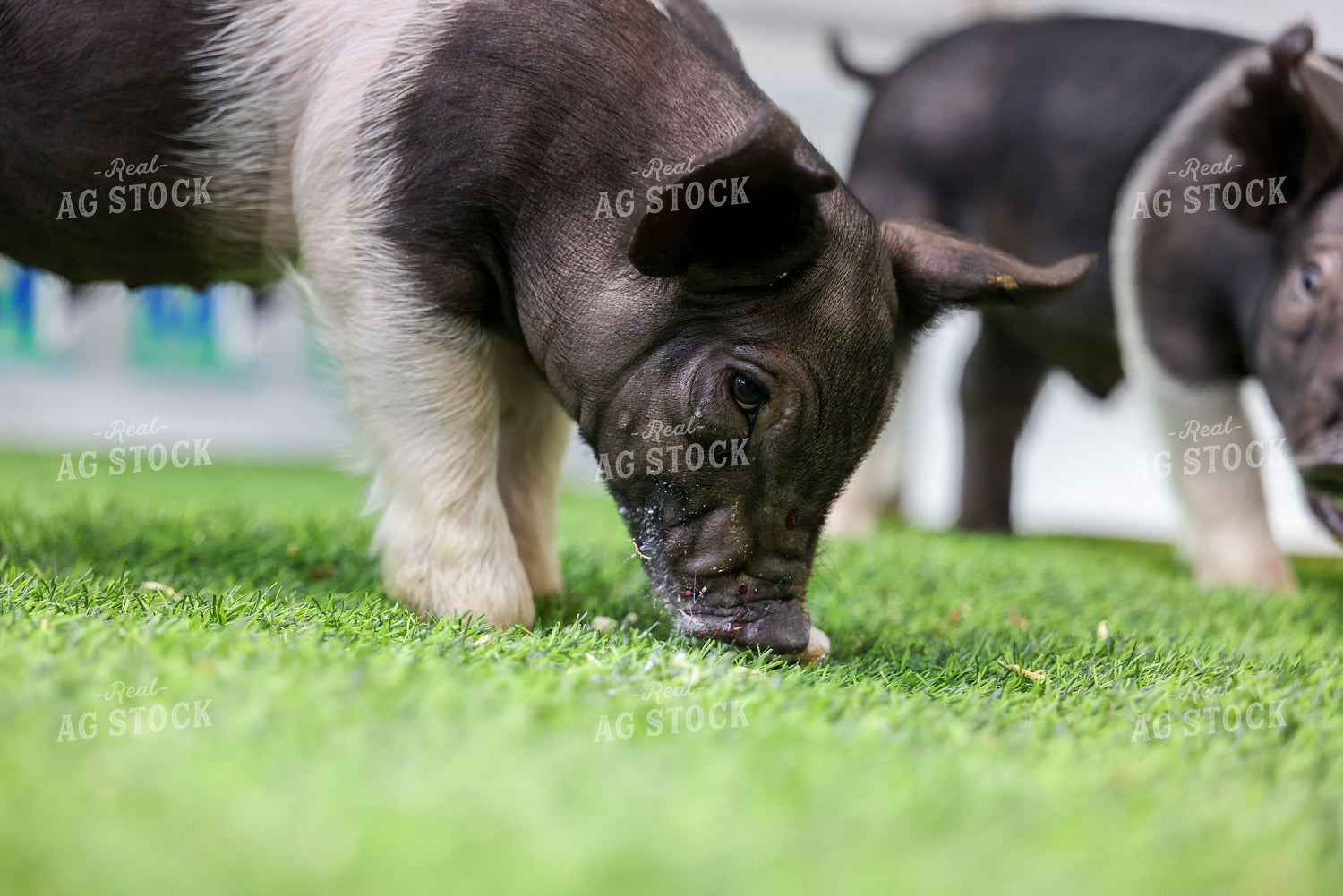 Hampshire Piglets 160361