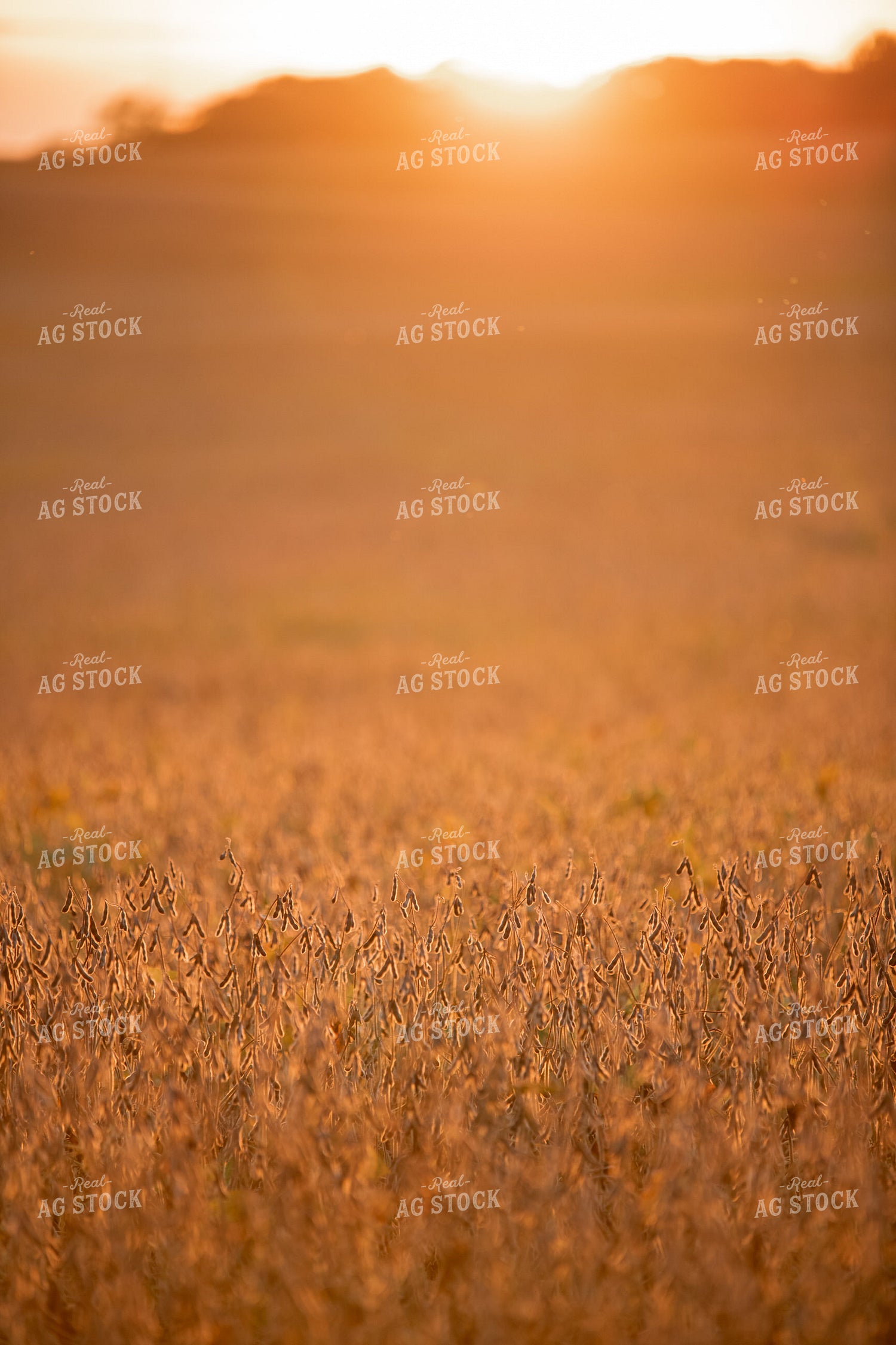 Dried Soybeans 76446