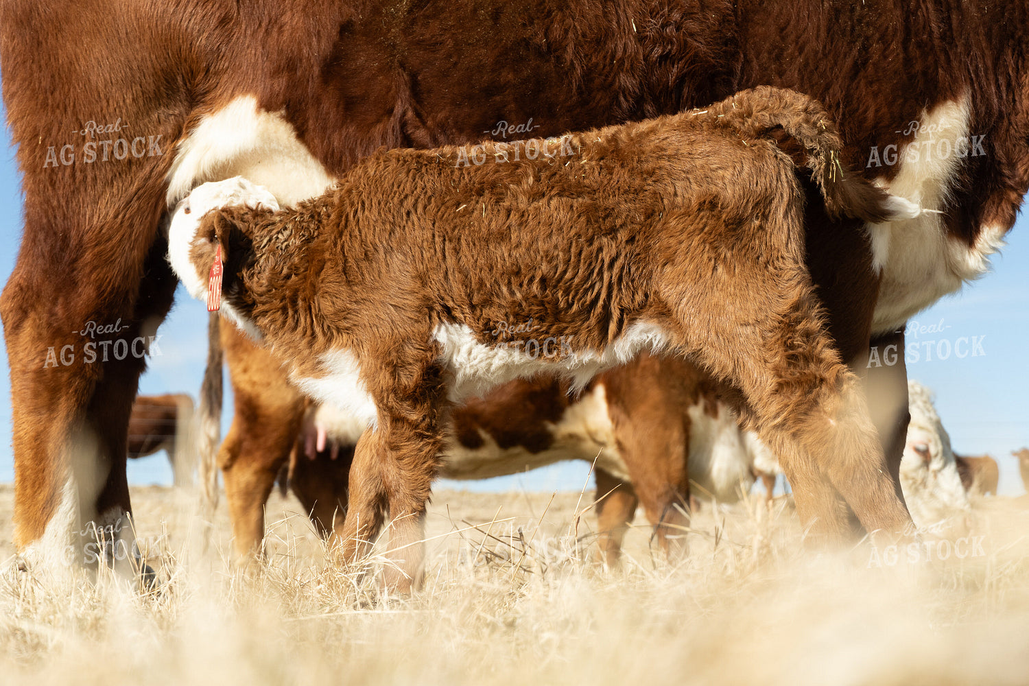Hereford Calf Nursing 65592