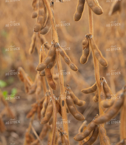 Dried Soybeans 185077