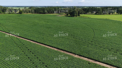 Mid-Season Soybean Field 79917