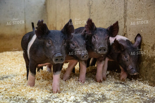 Piglets 90108