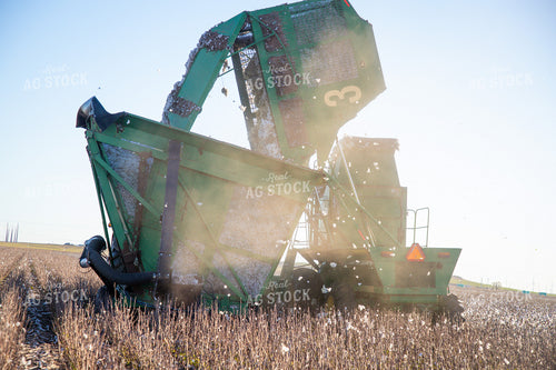 Unloading Harvested Cotton 208107