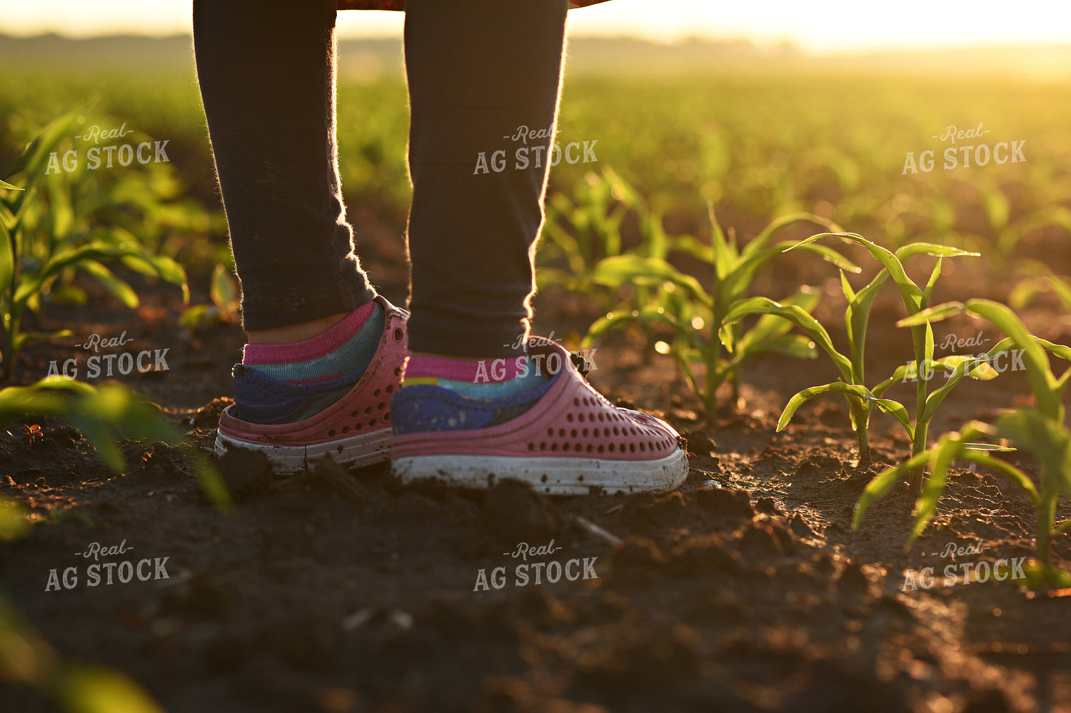 Farm Kid Stands in Corn Field 100032