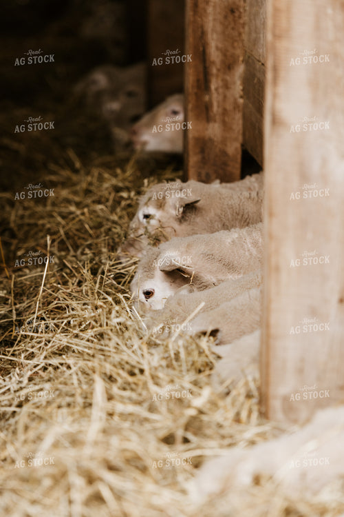Line of Sheep Eating Straw 68127