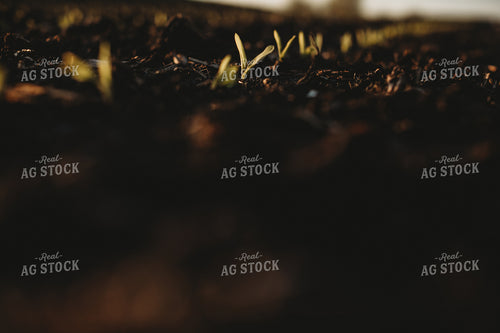 Stage V1 Corn in Dark, Wet Soil 4045