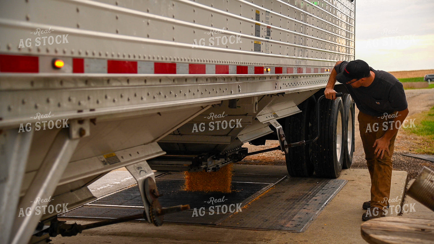 Farmer Unloading Corn from Hopper Bottom Semi to Grain Pit 25663