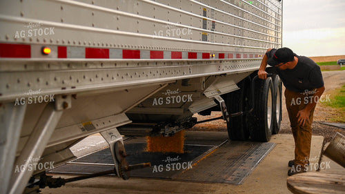 Farmer Unloading Corn from Hopper Bottom Semi to Grain Pit 25663