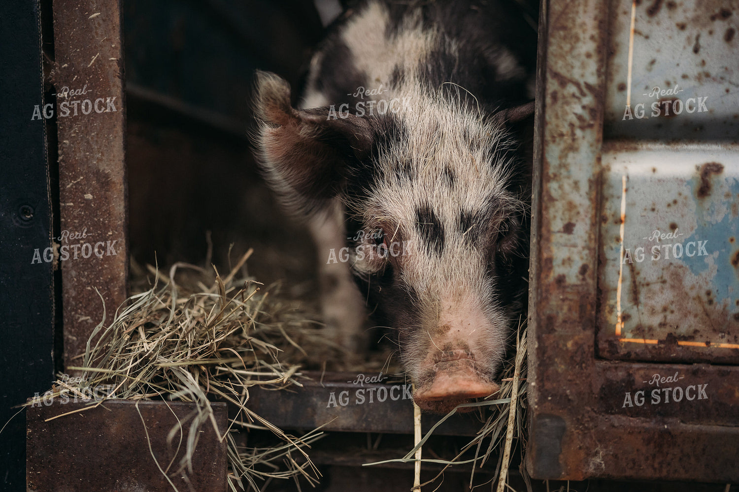 Pig in Trailer 196089