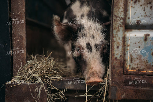 Pig in Trailer 196089