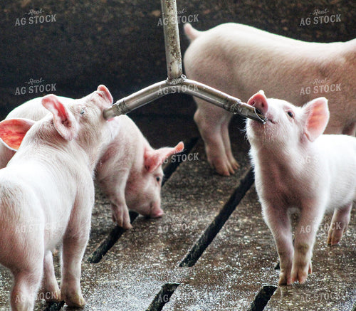 Piglets 141233