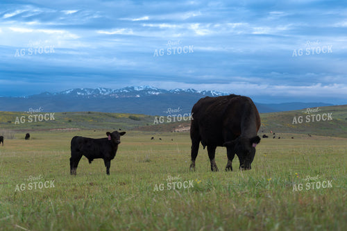 Angus Cow Calf Pair 65450