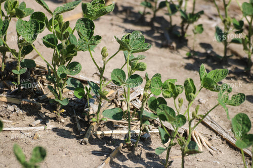 Early Growth Soybeans 82524
