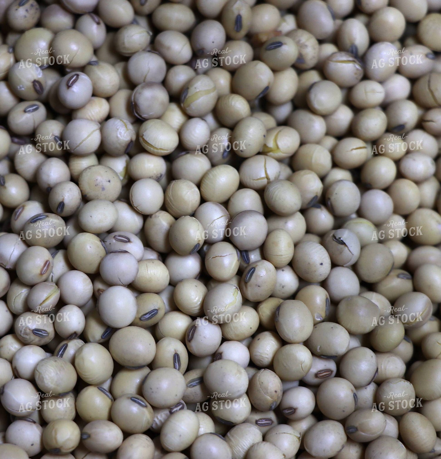 Harvested Soybeans 257002