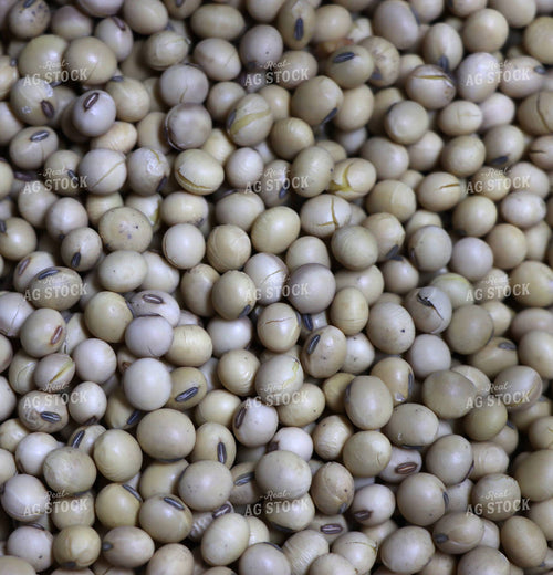 Harvested Soybeans 257002