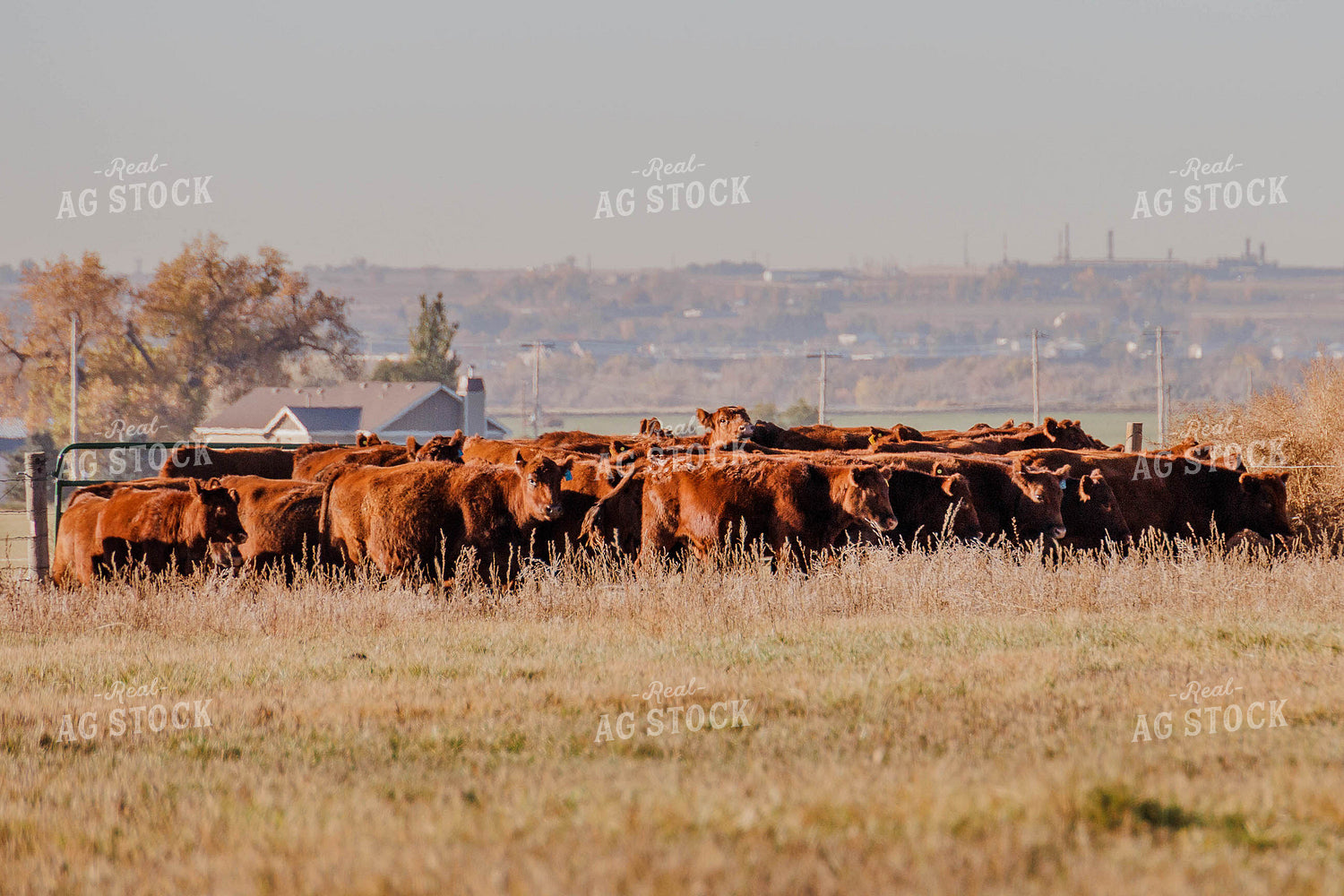 Red Angus Cattle in Pasture 97096
