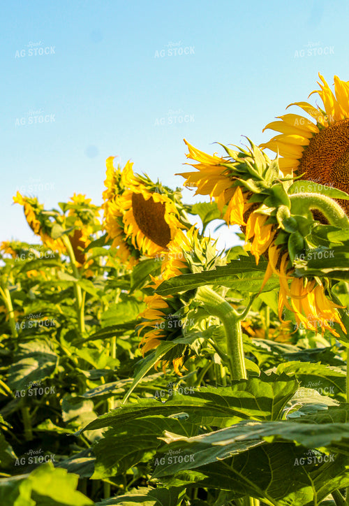 Sunflowers 237000