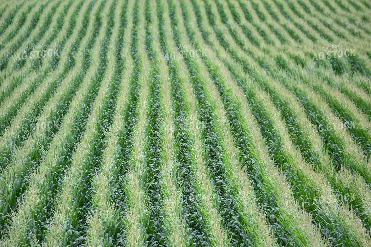 Corn Field 84183
