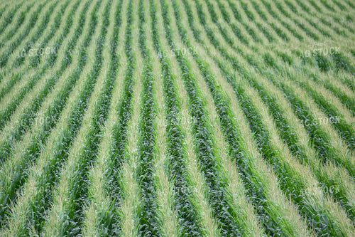 Corn Field 84183
