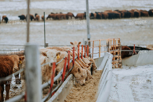Cows Eating out of Trough 77189