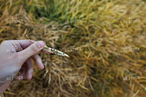 Farmer Holding Canola Pod 187215