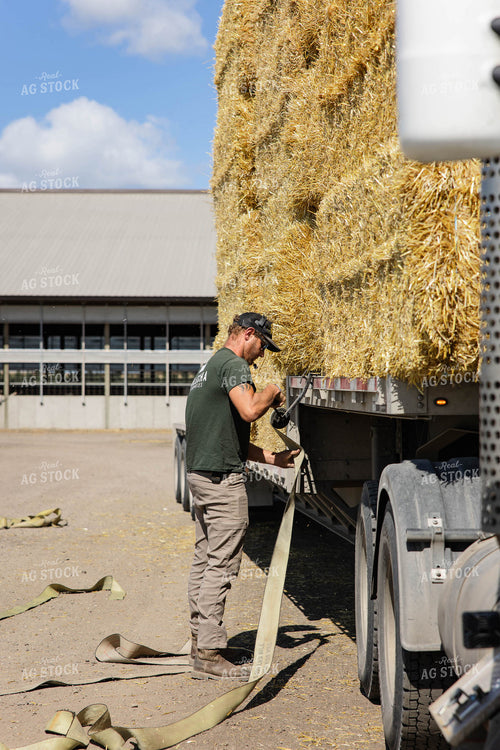 Farmer Securing Wheat Straw Bales 152605