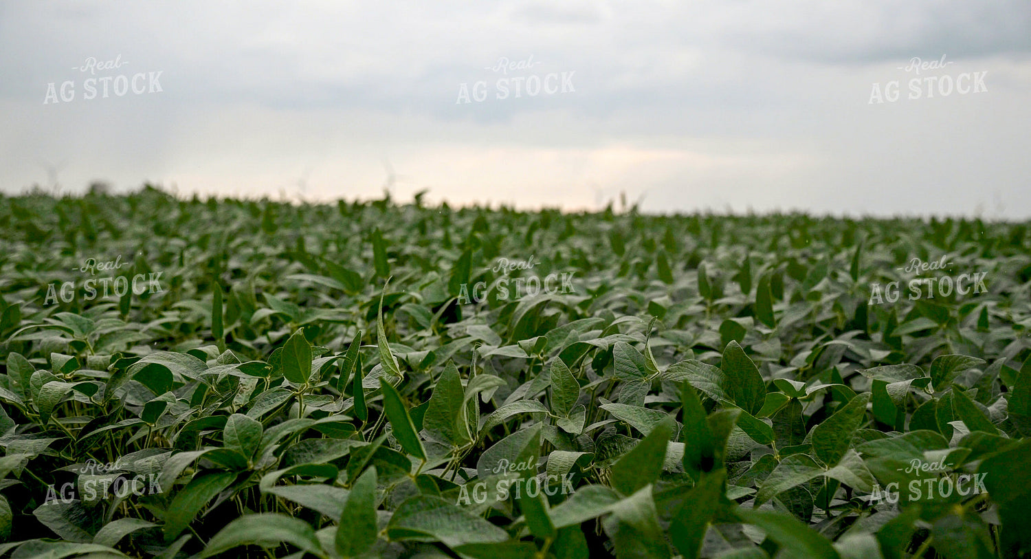 Storm Over a Soybean Field 25301