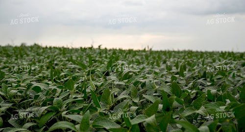 Storm Over a Soybean Field 25301