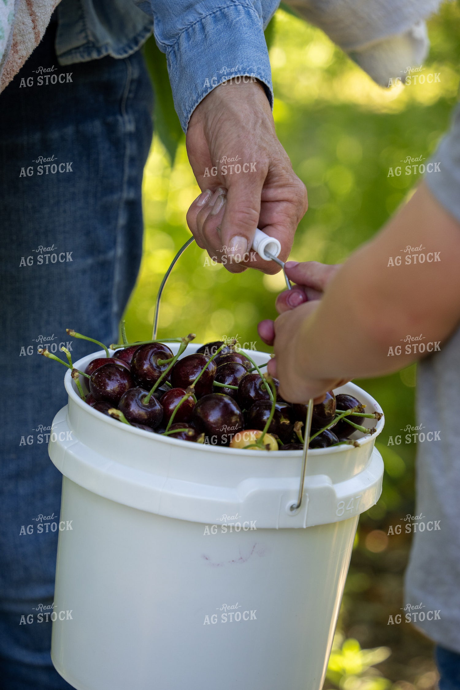 Harvested Cherries in Bucket 65774