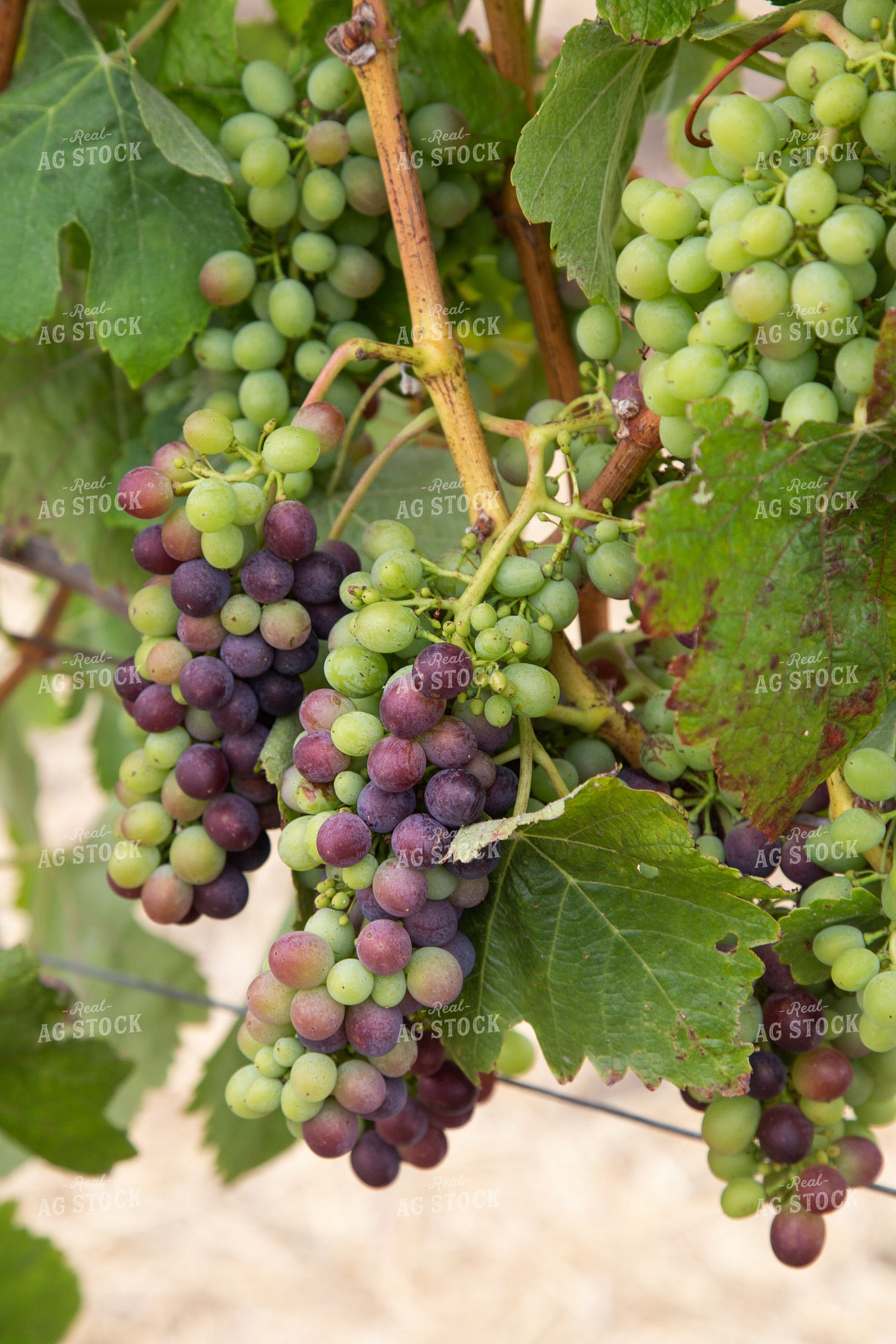 Grapes 276024
