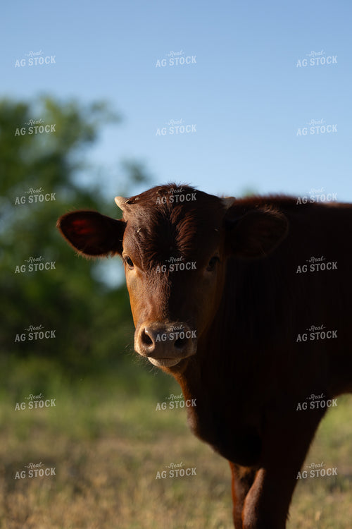 Cow 205043