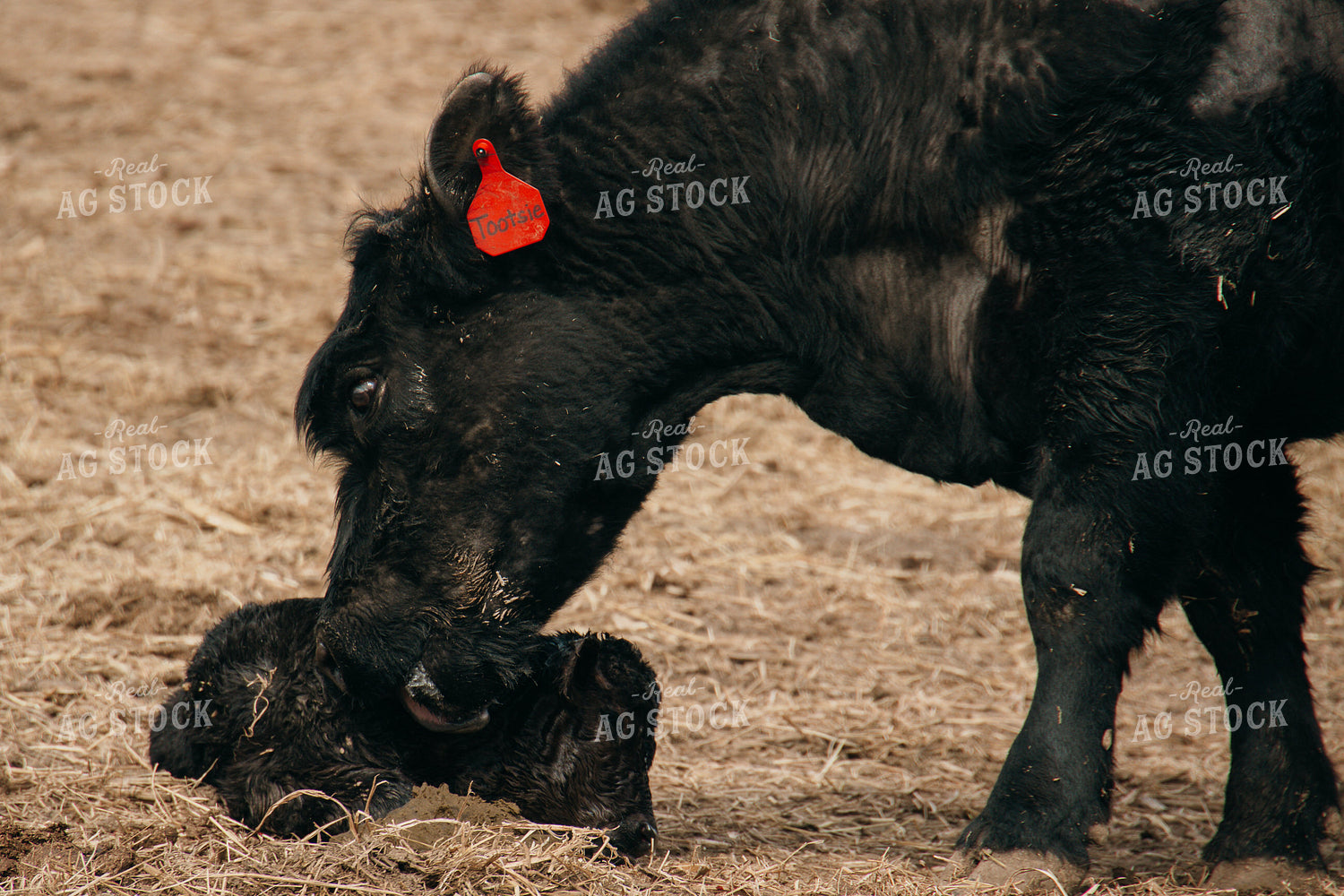 Cow Calf Pair 194054